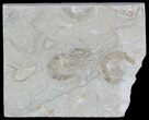 Cretaceous Fossil Shrimp - Lebanon #52759-1